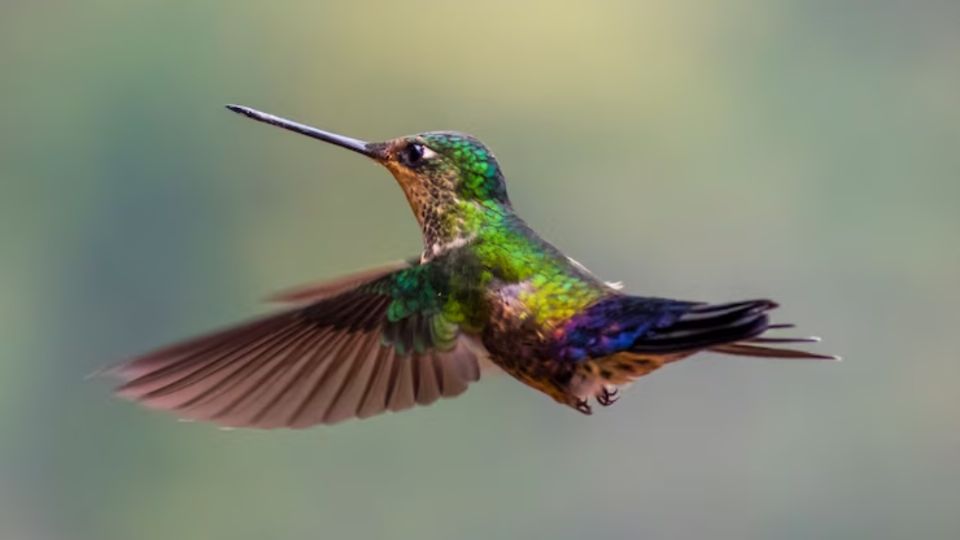 Si un colibrí descansa en tu ventana, este es su significado espiritual