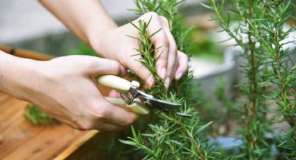 Feng Shui: esto significa que la planta de romero se seque