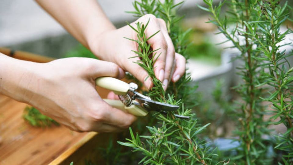 Aprende cómo cuidar tu planta de romero y poder exprimir sus beneficios.