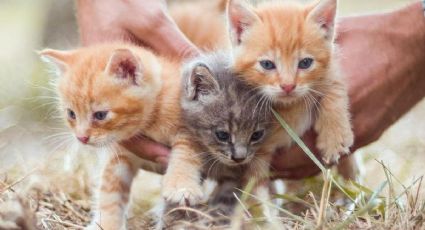 Así puedes poner a prueba la atención de tus gatos