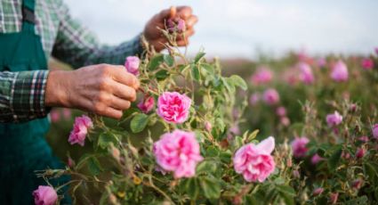 Quítalas de inmediato: las 3 flores que atraen mala suerte a tu jardín