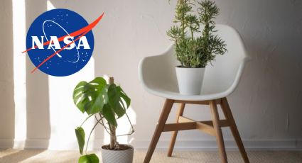 Lo dice la NASA: estas son las plantas de interior que purificarán el aire de tu casa