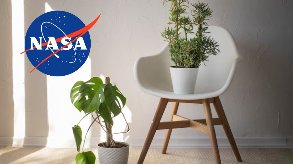 La NASA asegura que estas son las mejores plantas de interior