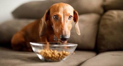 Esta es la cantidad exacta de comida que debes darle a tu perro