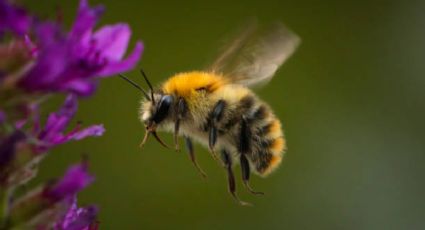 Un hallazgo peculiar: encontraron abejas de hace 3 mil años