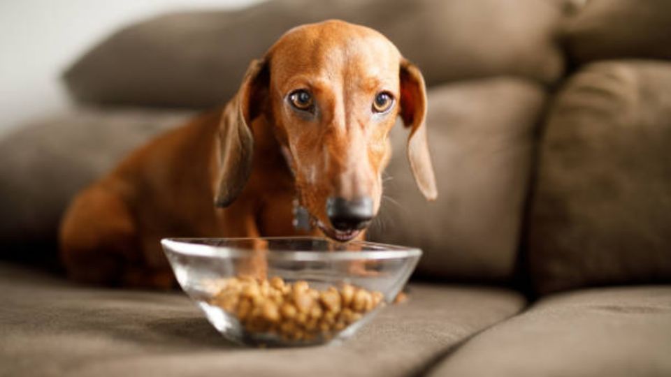 El perro es el mejor amigo del hombre y  a veces tenemos la duda de la cantidad exacta de comida.