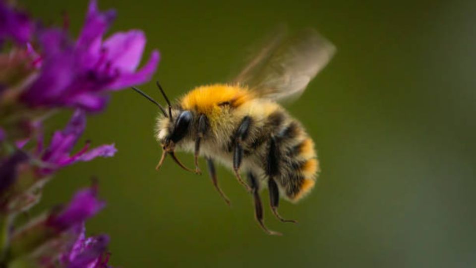 Con la llegada de la primavera llegan insectos como las abejas, por eso te contamos una receta de un remedio casero para hacer un repelente.