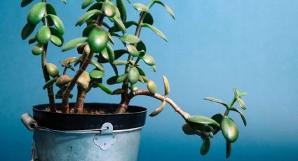 Este es el secreto de jardinería para tener un árbol de jade frondoso