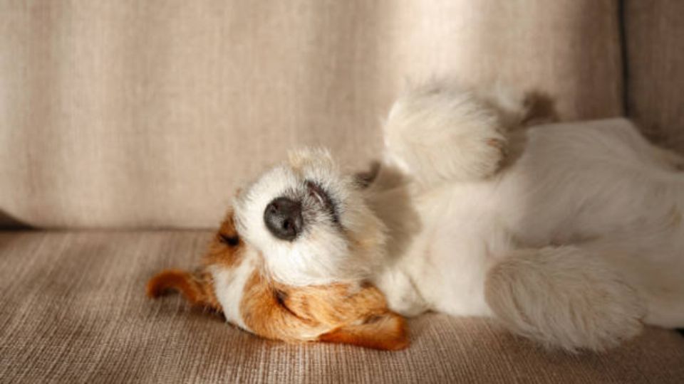 Ocurre que en algunas ocasiones nuestro perro ronca por lo que no nos deja dormir.