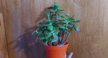 2 trucos infalibles para engrosar el tallo de tu árbol de jade