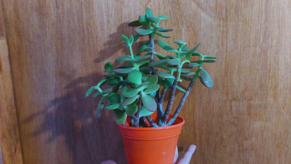 El árbol de jade será más hermoso con un tallo grueso