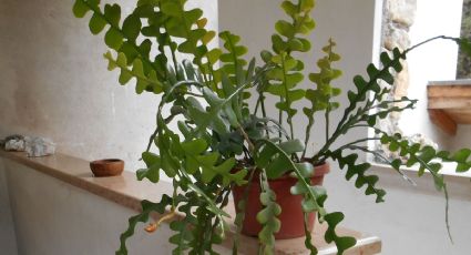 Suculenta de noche: descubre la planta de interior que parece un cactus con hojas