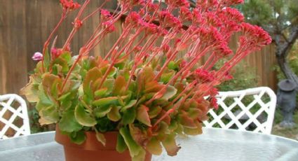 Una cucharadita de este fertilizante casero y tu kalanchoe explotará de flores