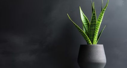 Lengua de suegra o sansevieria: así podrás cultivarla en una taza para atraer abundancia