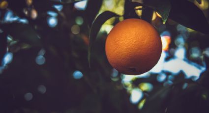 Una cucharadita de este fertilizante casero y tu naranjo explotará de frutas