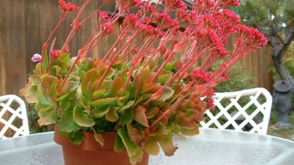 Haz crecer y florecer tu kalanchoe con este fertilizante casero