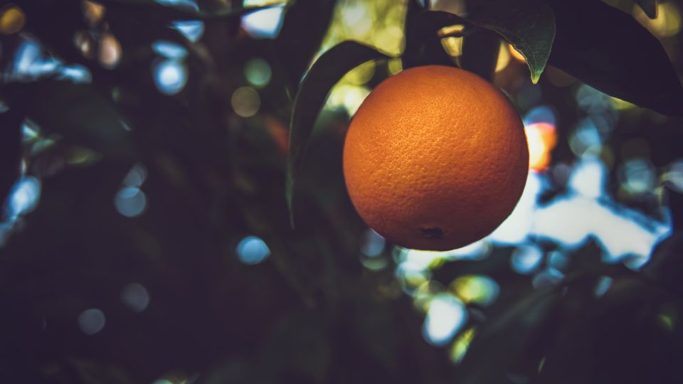 Así podrás cosechar más frutas de tu naranjo