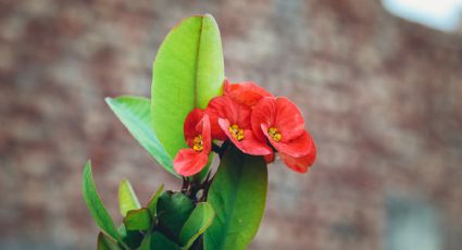 Este es el momento ideal para podar la corona de Cristo y que estalle de flores