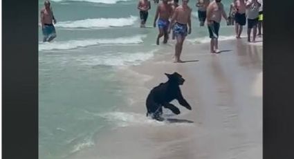 Un oso apareció en la playa y sorprendió a todos