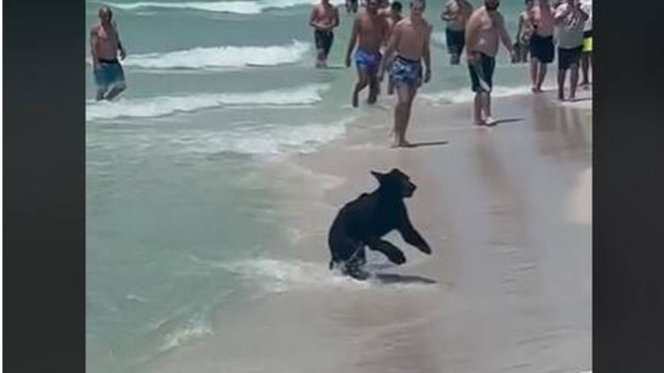 Todos los presentes en una playa quedaron sorprendidos por un oso.