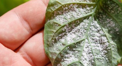 Solo con 1 ingrediente de cocina, despídete de la plaga de pulgón blanco al instante