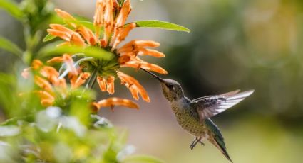 El truco para que se acerquen colibríes a tu jardín y atraer las buenas energías