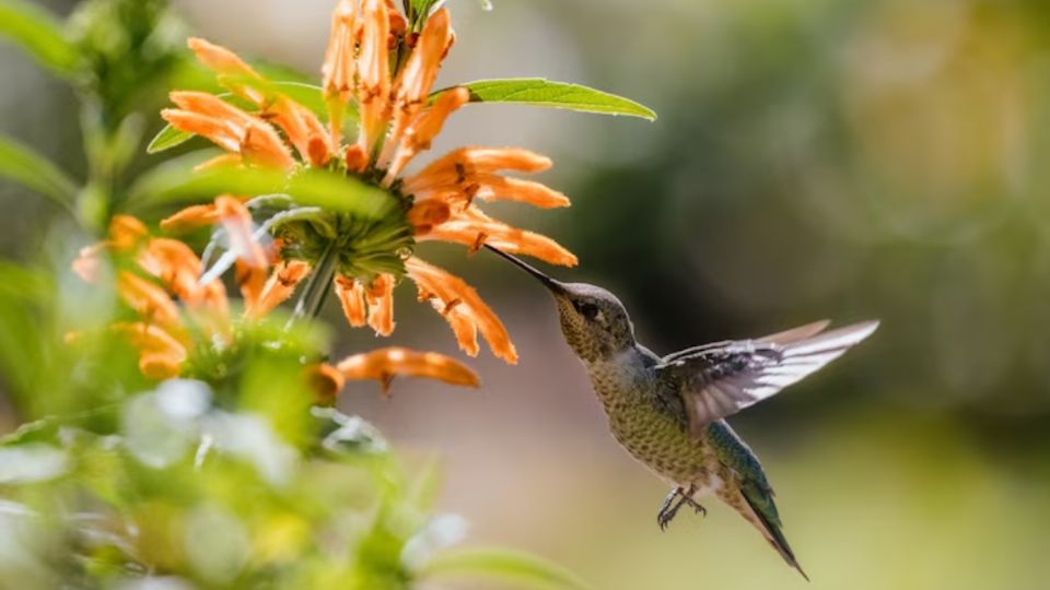 El colibrí, también conocido como picaflor, transmite un mensaje positivo.