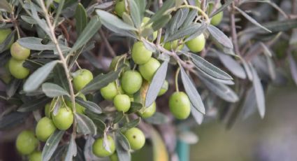 Este es el secreto para que tu olivo explote de aceitunas