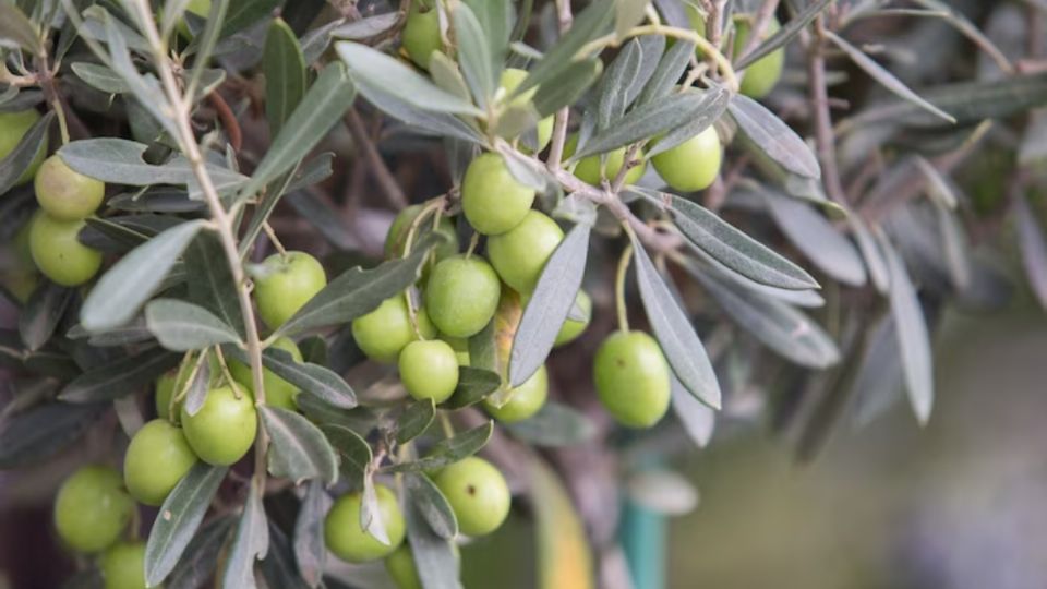 Si quieres aceitunas en mayor cantidad, te recomendamos estas técnicas de jardinería