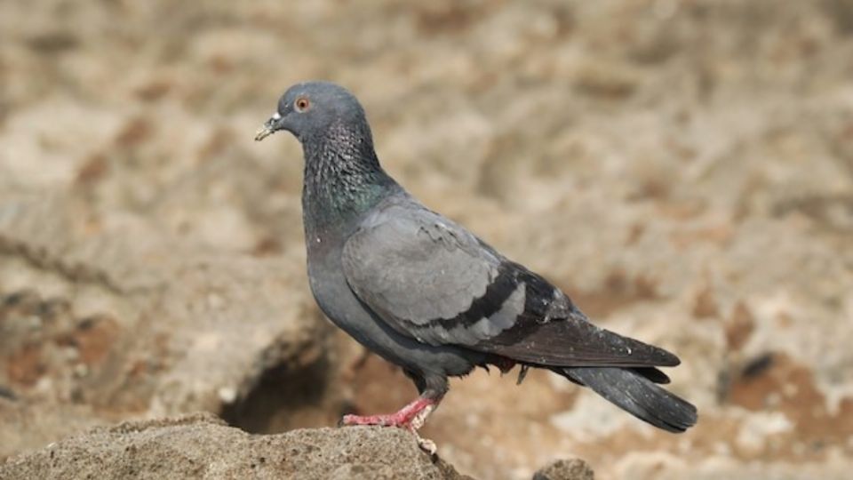 La paloma gris puede parecer común en el plano físico, pero esconde mucho más.