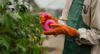 Descubre el mejor fertilizante casero para que tus suculentas crezcan fuertes y sanas