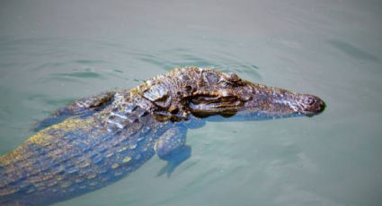 Ver para creer: un hombre tiene a un cocodrilo como mascota