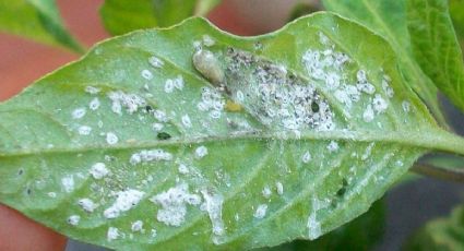 Una cucharadita de este repelente casero y despídete del pulgón blanco de tus plantas