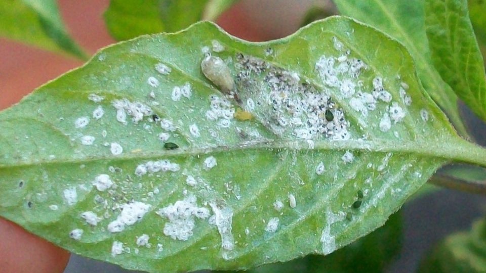 Elimina para siempre el pulgón blanco de tus plantas