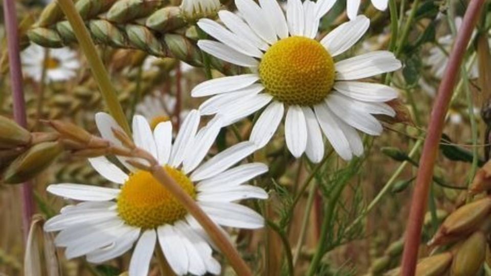 Descubre cómo producir un spray contra las pulgas con manzanilla.