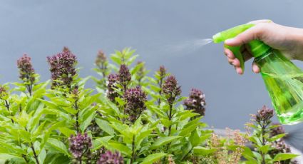 Solo con 2 ingredientes de cocina, olvídate para siempre del pulgón blanco de tus plantas