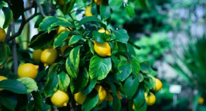 2 abonos caseros para que tu limonero estalle de frutos