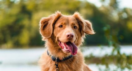 Día del perro: Paso a paso, así le debes dar la bienvenida a una nueva mascota