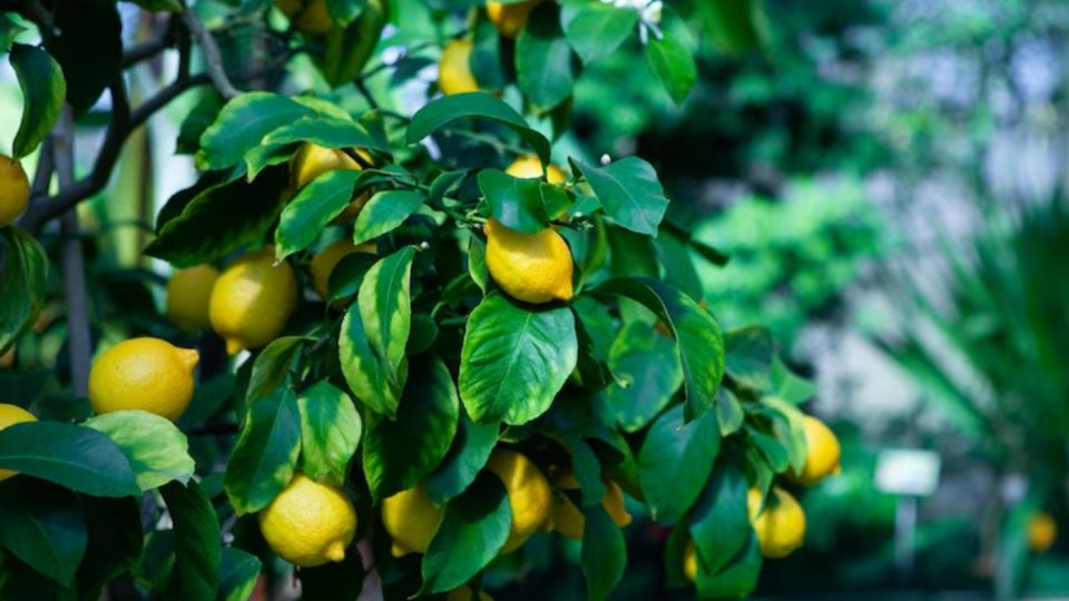 Con estos abonos caseros, tendrás más limones por temporada