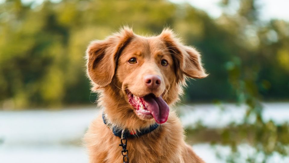 Paso a paso, así le debes dar la bienvenida a una nueva mascota.