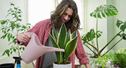 Lengua de suegra o sansevieria: esto tendrás que hacer si se enferma