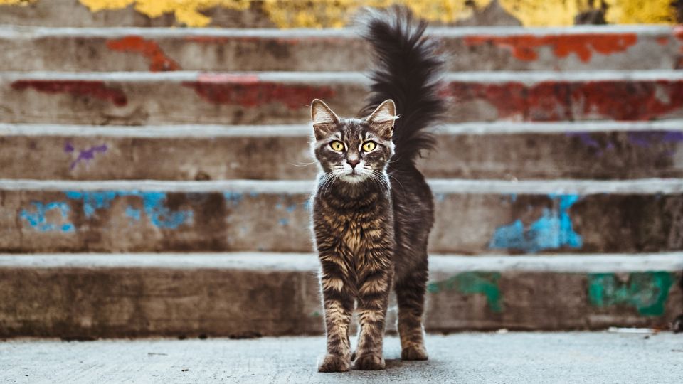 Estos gatos dañarán todo lo que tengan en su camino