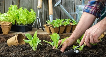 Sólo con agua, aprende a cultivar lechugas en tu huerto urbano