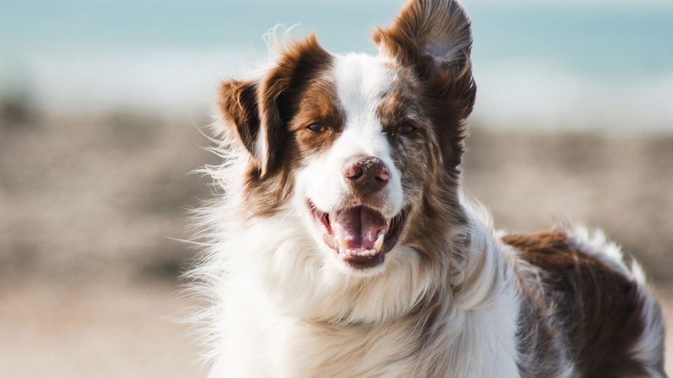 Mira cómo cambiaron las razas de perro luego de un siglo.