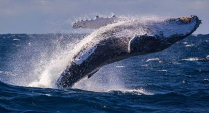 Una ballena asustó a los tripulantes de un barco y la reacción se volvió viral