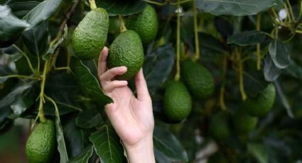 Jardinería: trucos para que el árbol de aguacate estalle de frutos