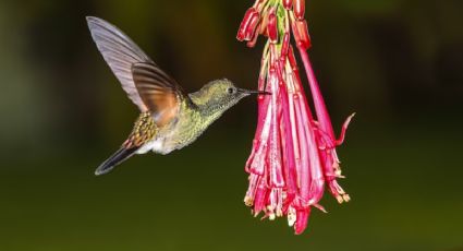 Cultiva estas flores en tu jardín y podrás atraer colibríes fácilmente