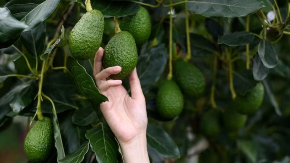 Así podrás tener aguacates en tu huerto