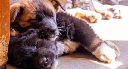 3 razas de perros que se destacan por ser muy dormilonas, según la ciencia