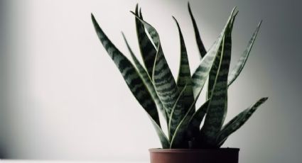 Sansevieria o lengua de suegra, la planta de interior que todos deben tener por estas razones